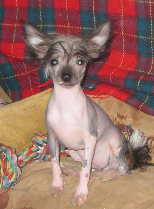 Angel O' Check Tiara.