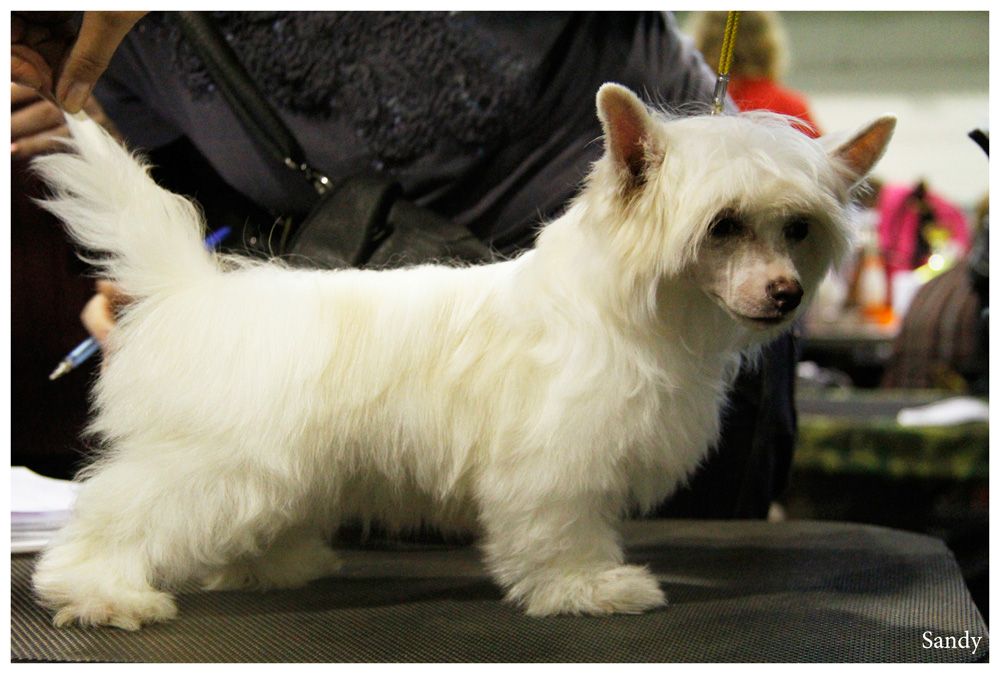 Angel O' Check Tootsie.