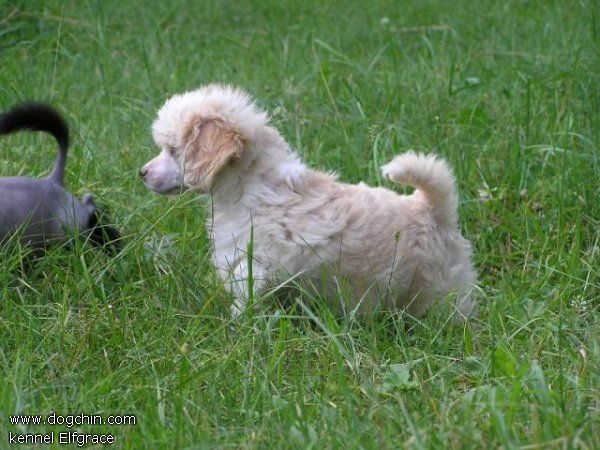 Elfgrace Heya Sun Vita