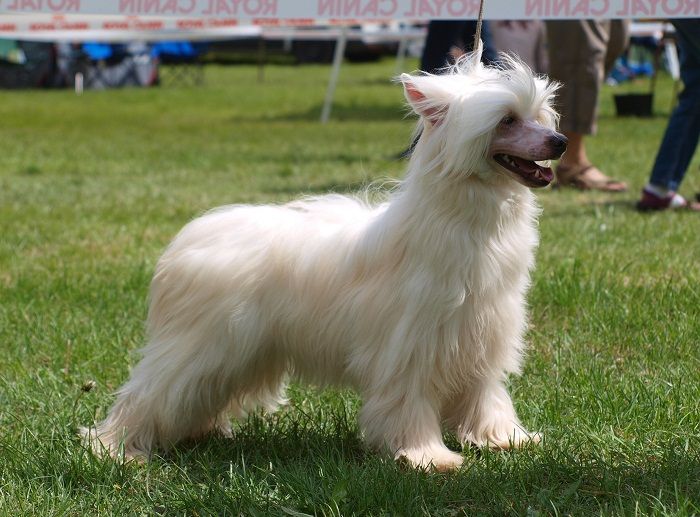 Aki ze Zatopené chajdy