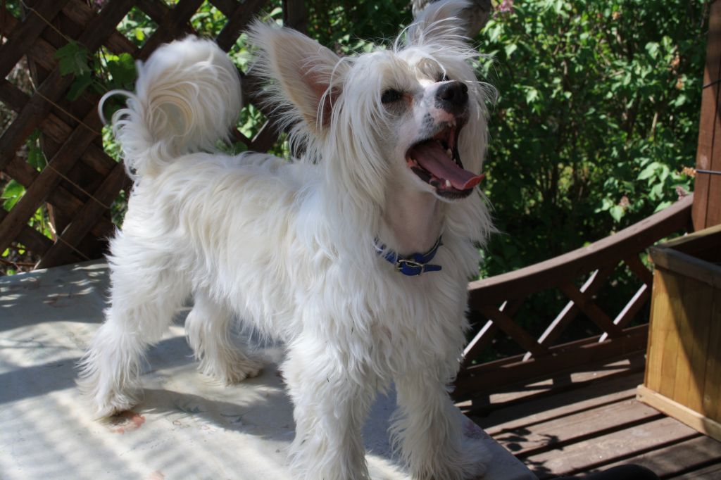 Starglow's Cafe Latte