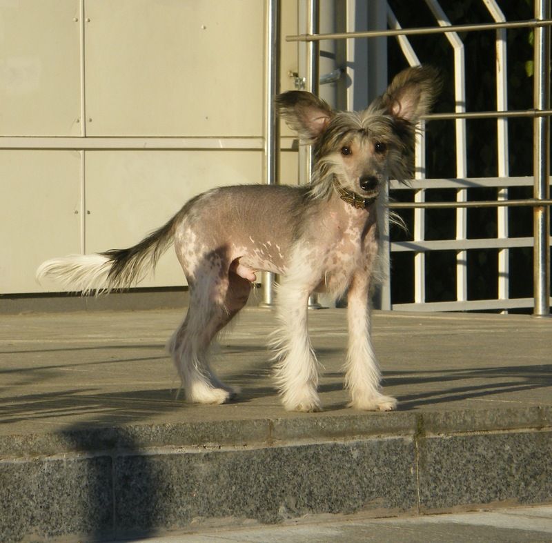 Malina Tigres Yupiter