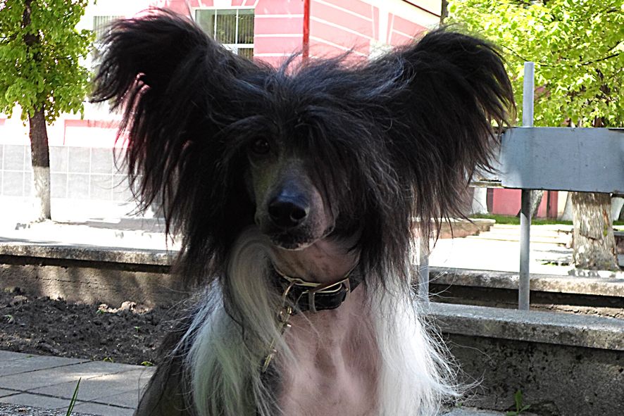 Premier Mari Zolotoi Orfei FK