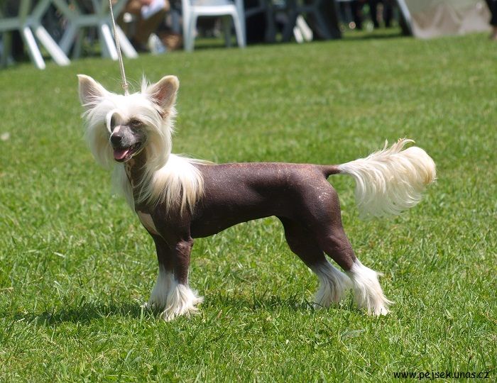 Affinity ze Zatopené chajdy