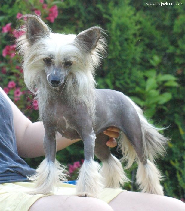 Ashanti ze Zatopené chajdy