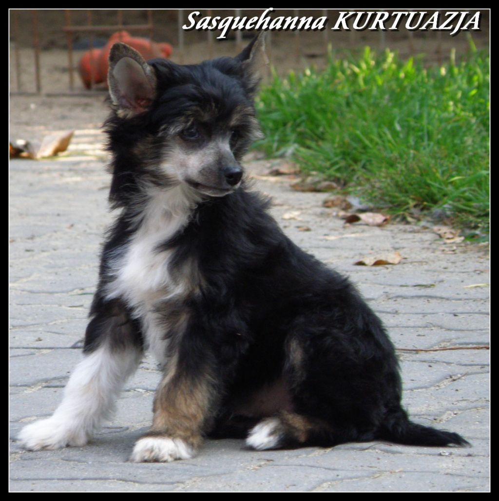 Sasquehanna Kurtuazja