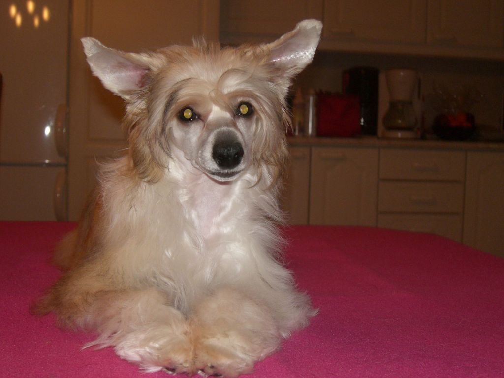 Meadowwood's Golden Vanja