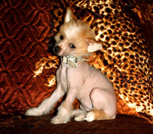 Darina Carskaya Zabava