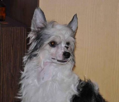 Dzhessi Dikaya Orxideya