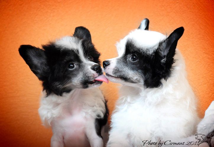 Kredo Festa Keep A Win