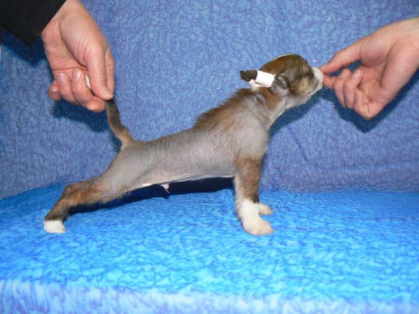 Keanu Reeves Vostochnaya Mechta