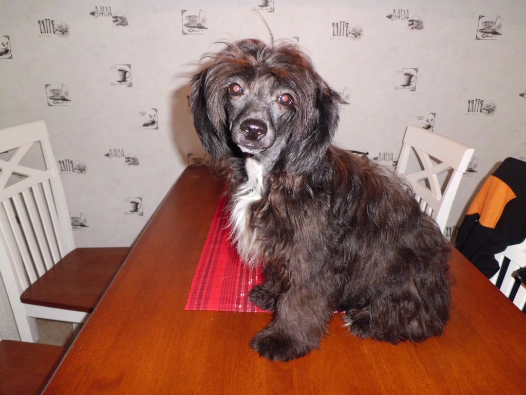 Stintans Twilight Saga