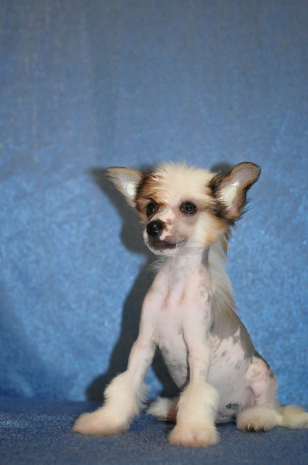 Karnelius Enigmatic Paradise