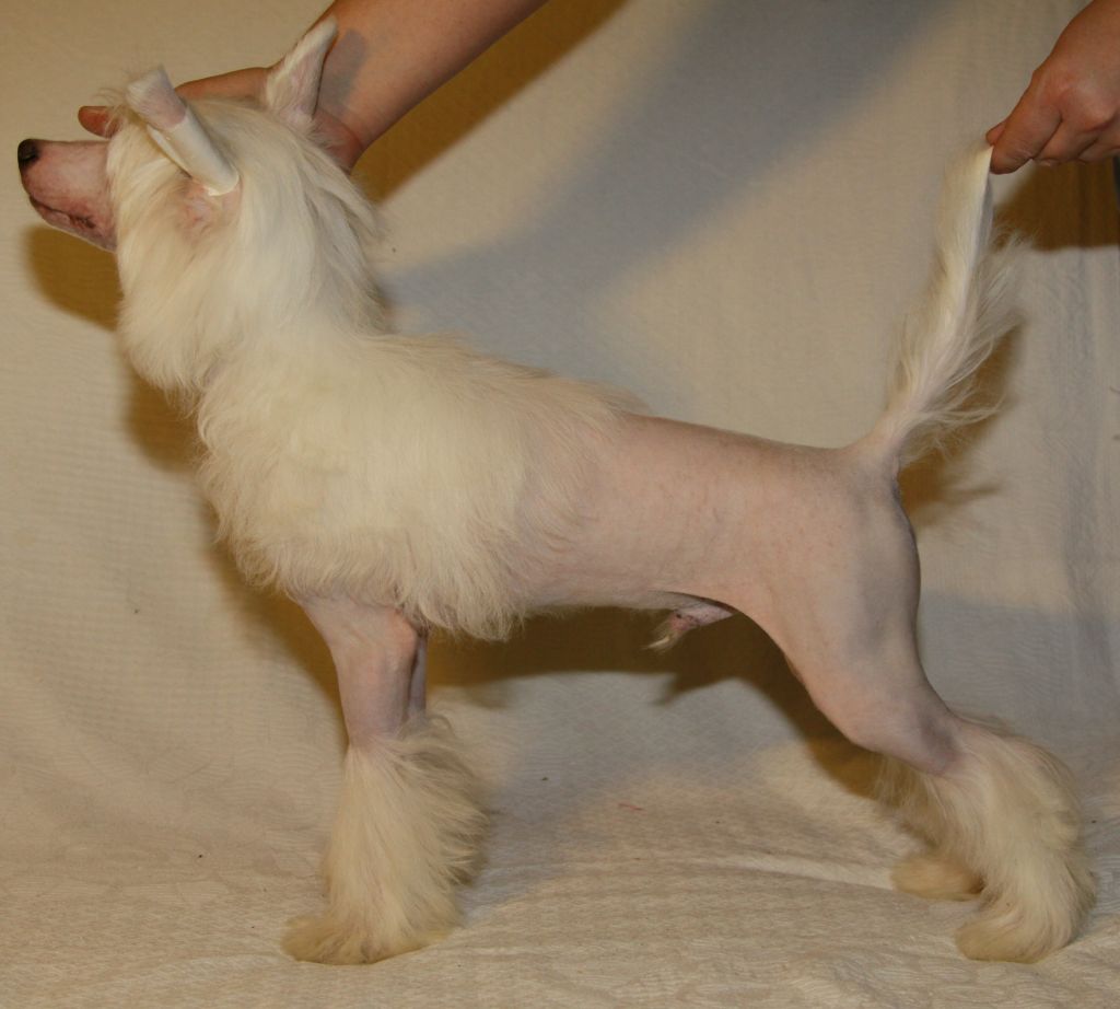 Premier Mari Indiano Djons