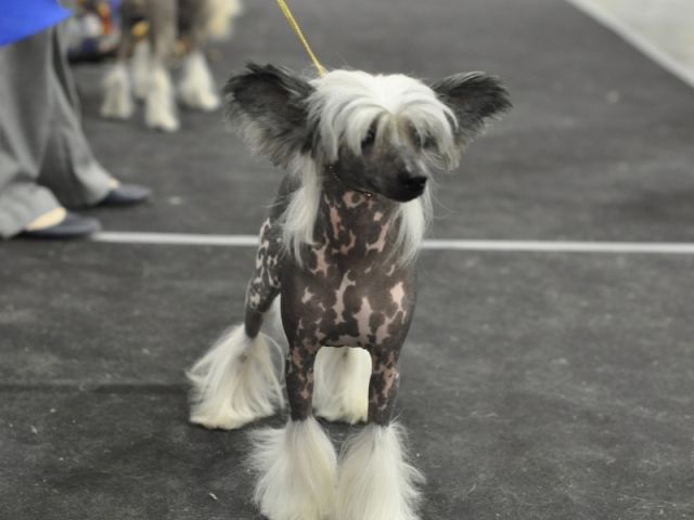 Zholesk Shooting Star