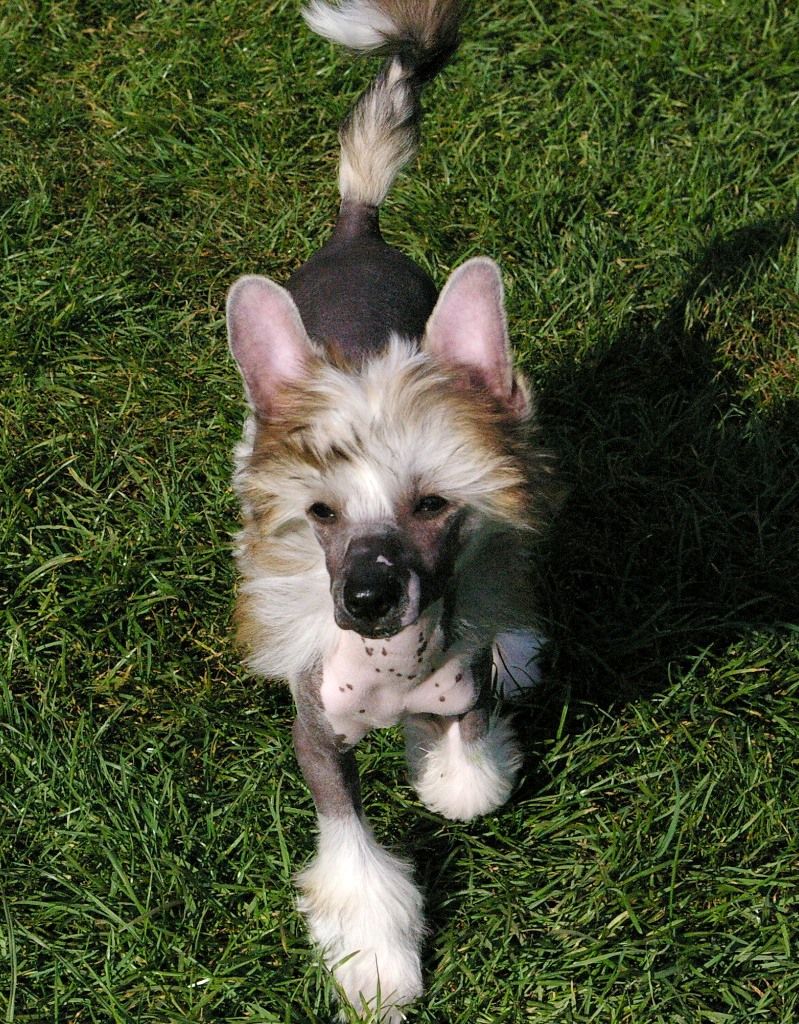 Caipirinha's Nothing 2Lose