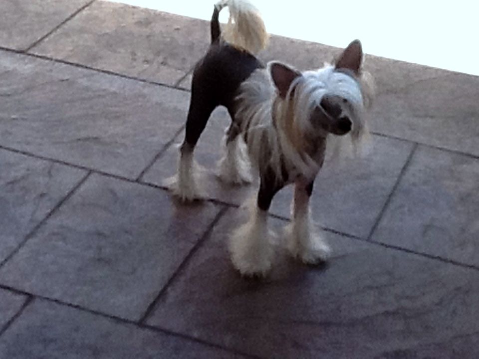 "Volcancrest" Beauty Boy