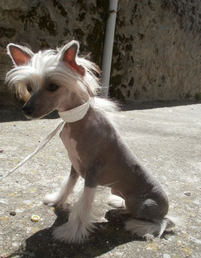 "Volcancrest" Enigmatic Sutsiaque