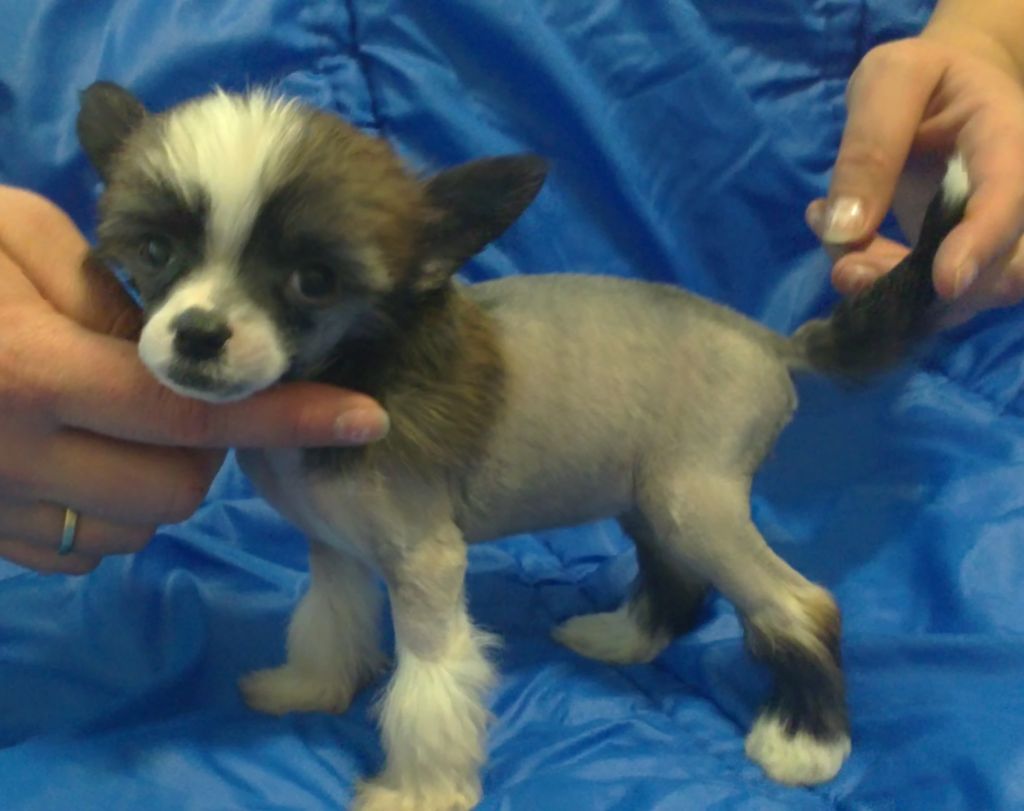 "Volcancrest" Candy Chocolate