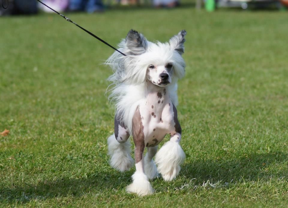 Moelmo's Killer Instinct