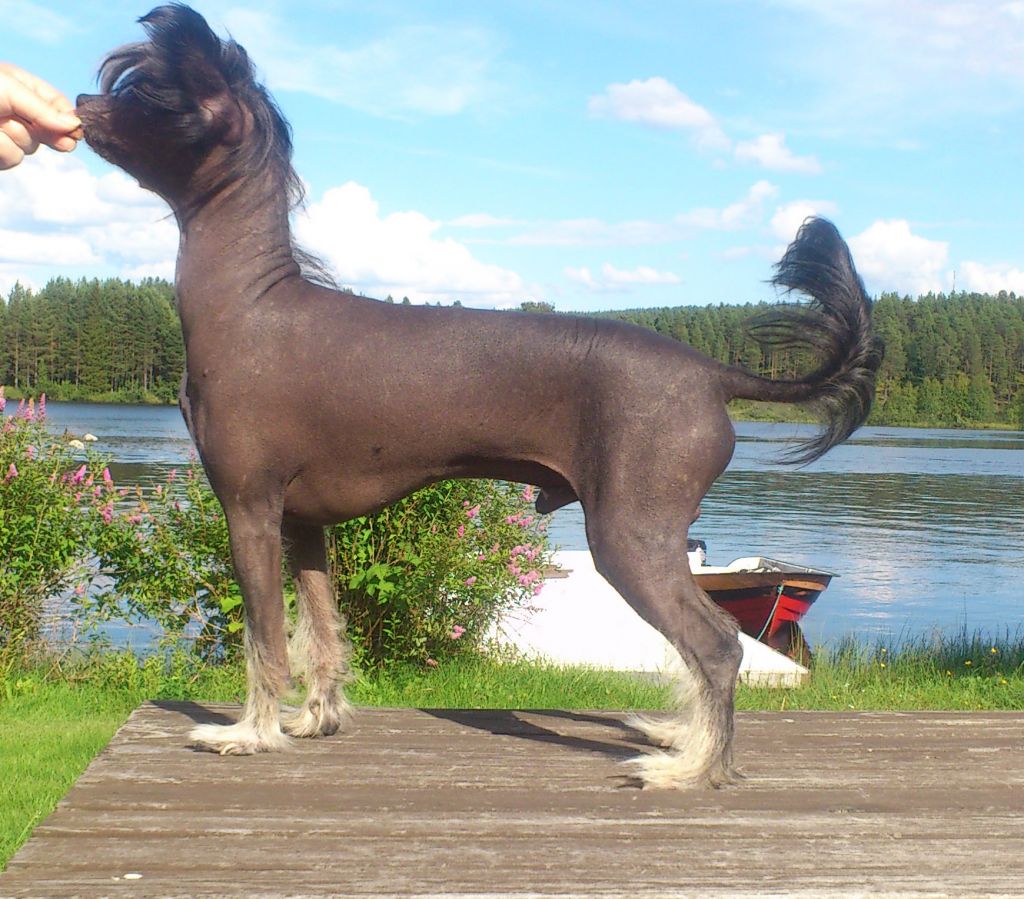 Beachcrest  It's Now Or Never