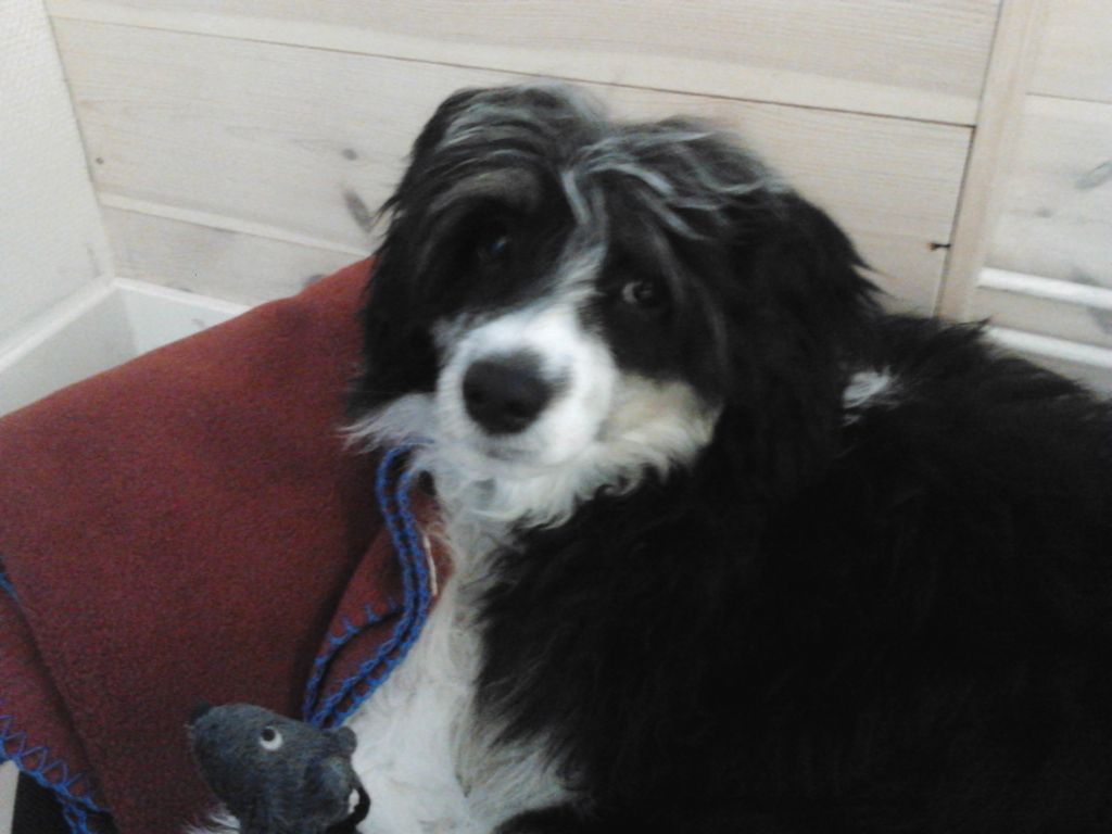 Beachcrest  King Creole