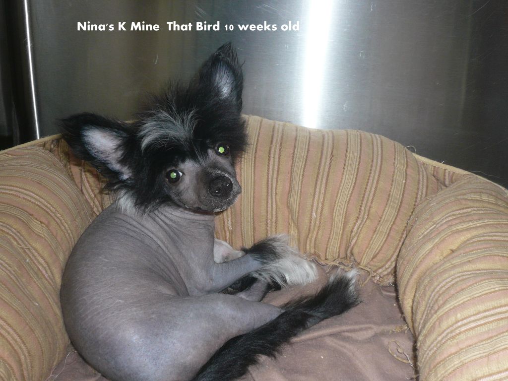 Nina's K Mine That Bird