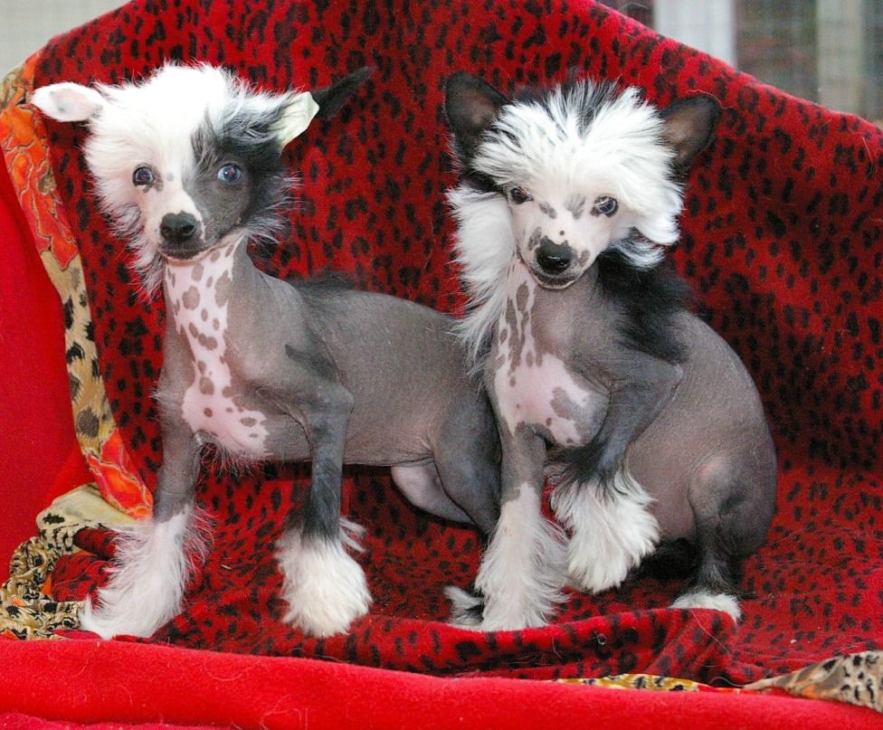 Blue Magic Eternal Flame