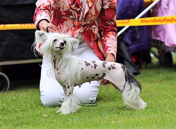 Niyabi von Shinbashi