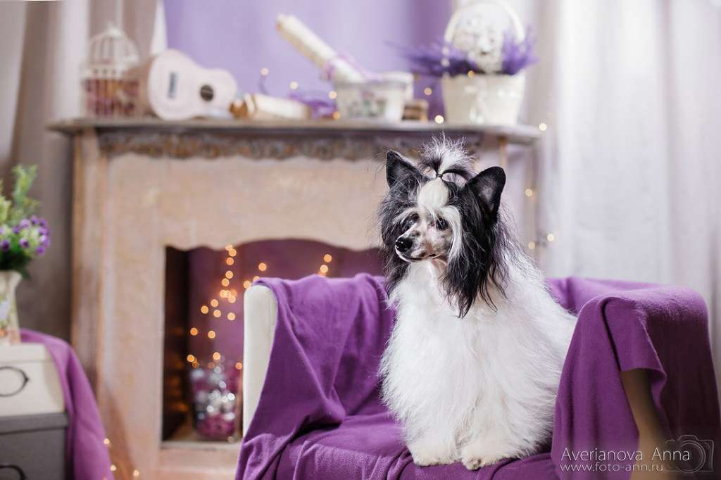 Nosey Panda Princess  von Shinbashi