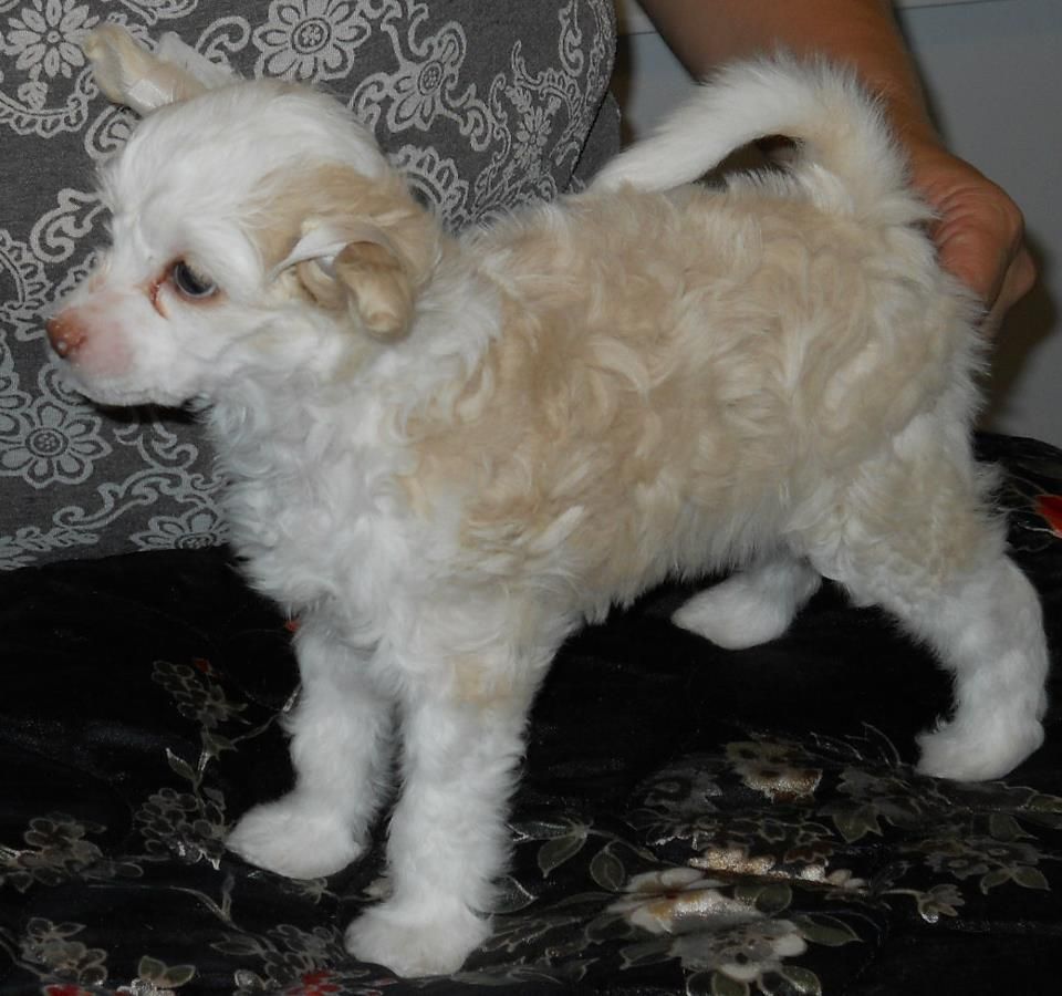 Silvercreek's It's All About Emma