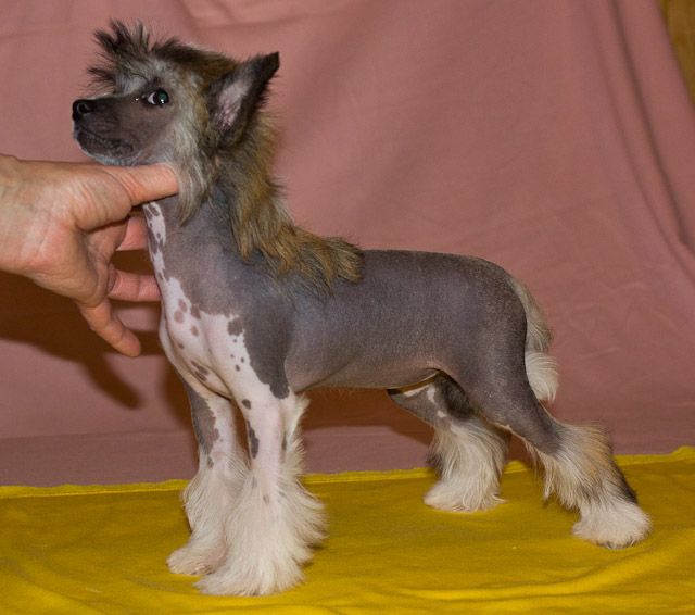 Vernisazh Mari Orlanda