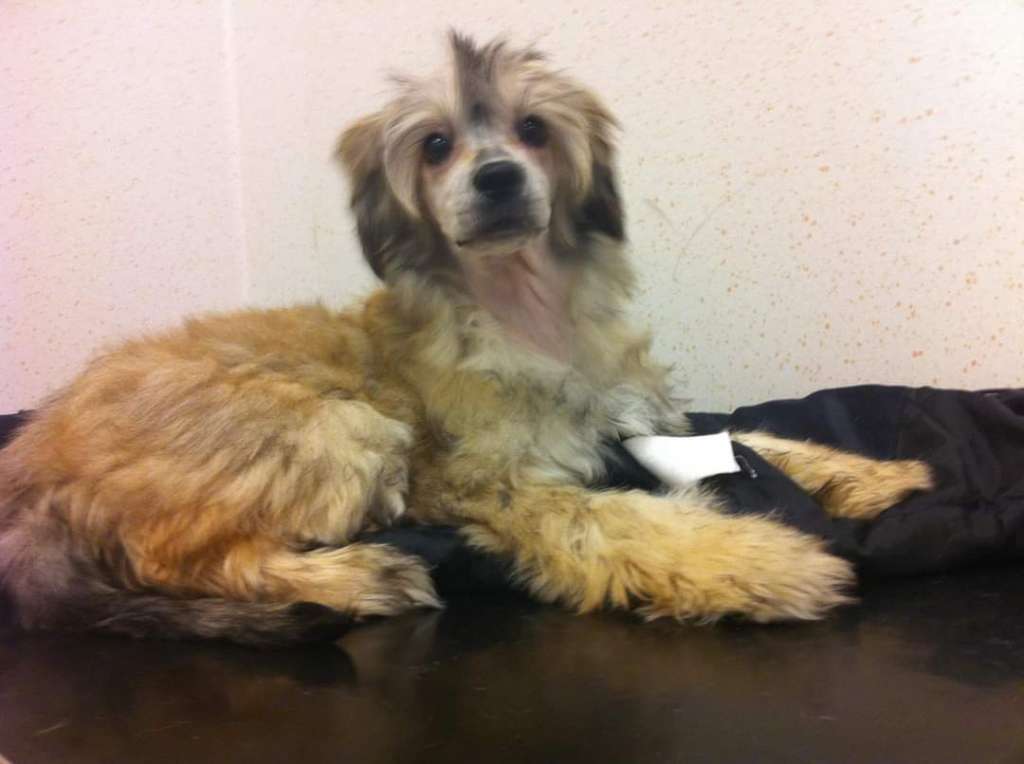 Swerotts Amazing Alpha