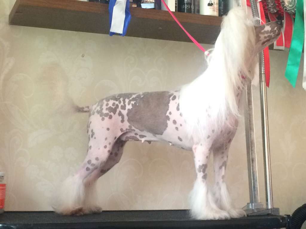 Lunacrest Platinum Blonde