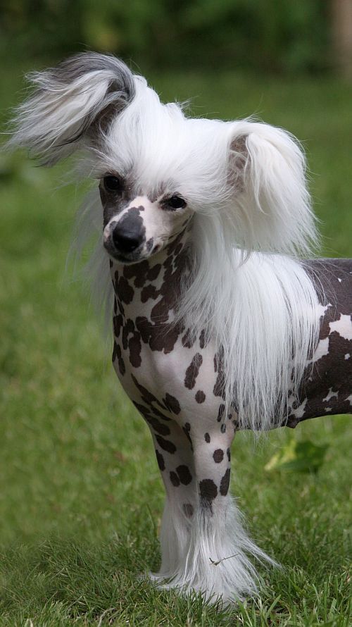 Arte Figure Gimme More