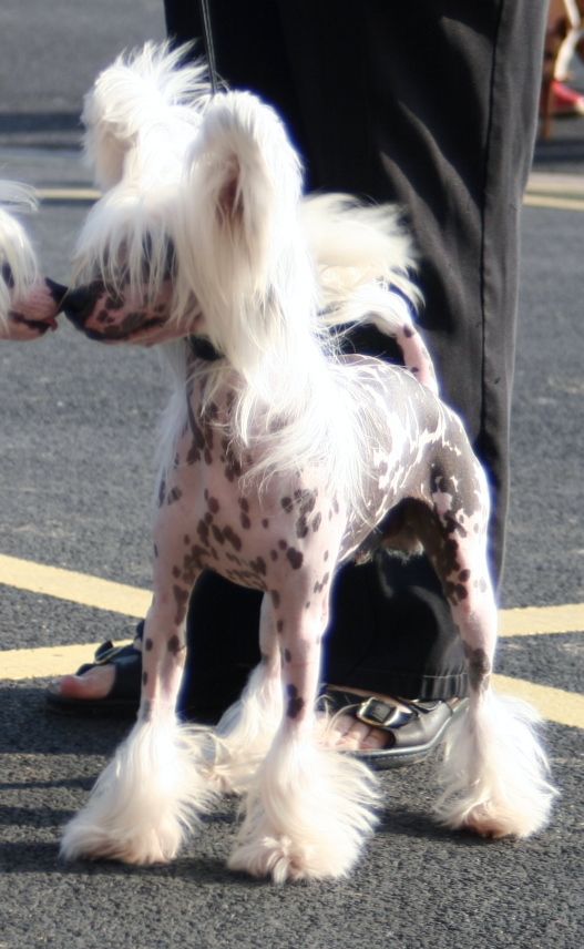 Angelcrest the Gambling man