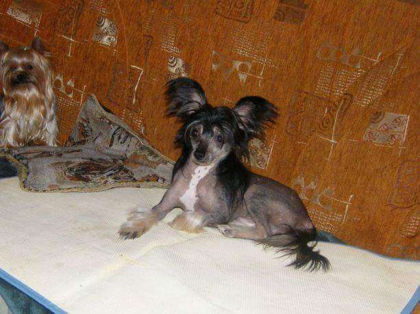 Vellar Pljus Feya Fandora