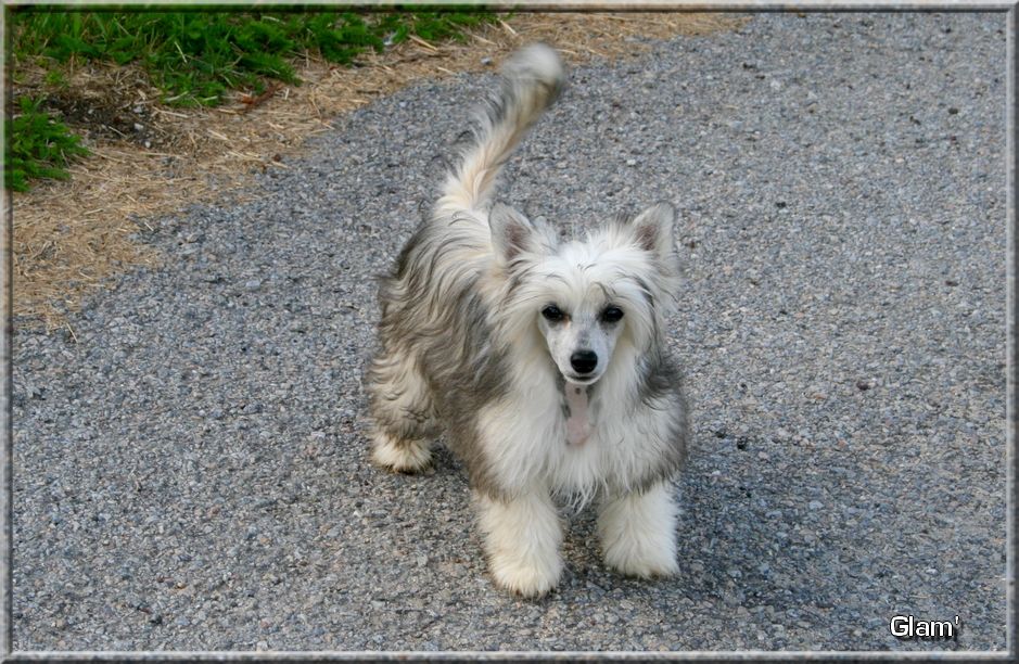 Buddy Doggz Star Glamour