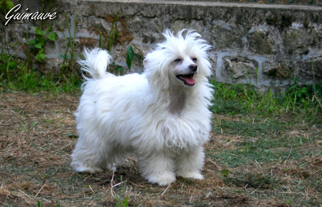 Buddy Doggz Star Guimauve