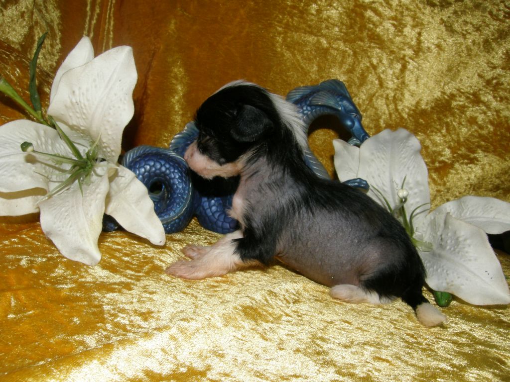 Kamili Jiao Diamond Place