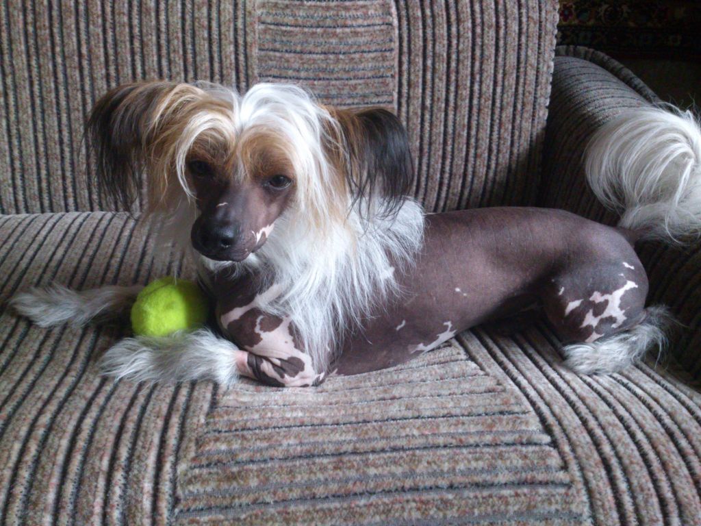 Hatiko Iz Letnego Sada