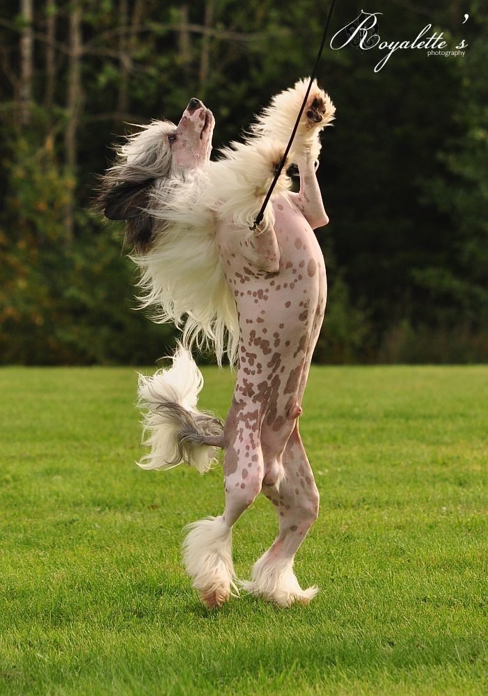 Valanyan Mr. Success