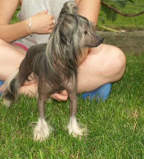 Collette di Bronco Piccolo Amico