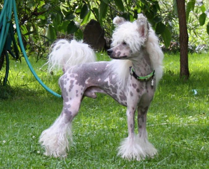 Efram Dogo Dogino