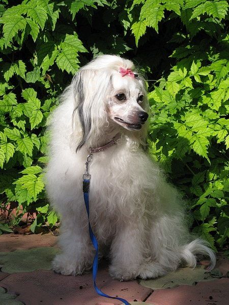 Jasmina so Dvora Rudchenko