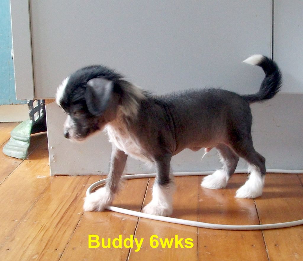 Sonniema Buddy