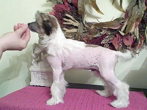 Sakkarra Feel the Fire