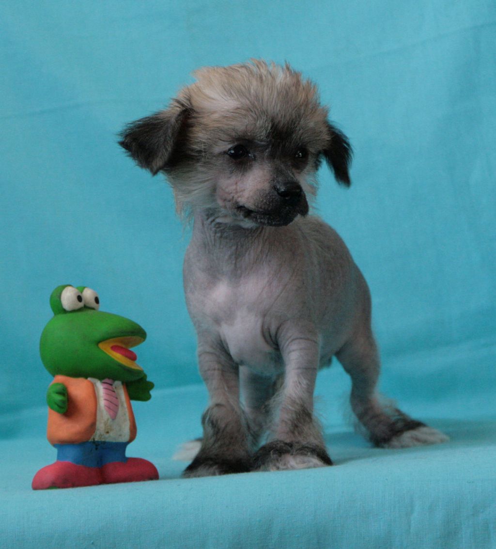 Tangomanija  Abracadabra