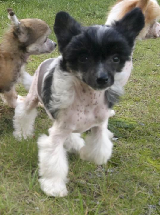 Julie's Precious Fade To Black