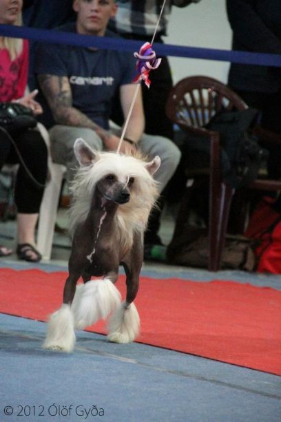 Dare to be Bad to the bone